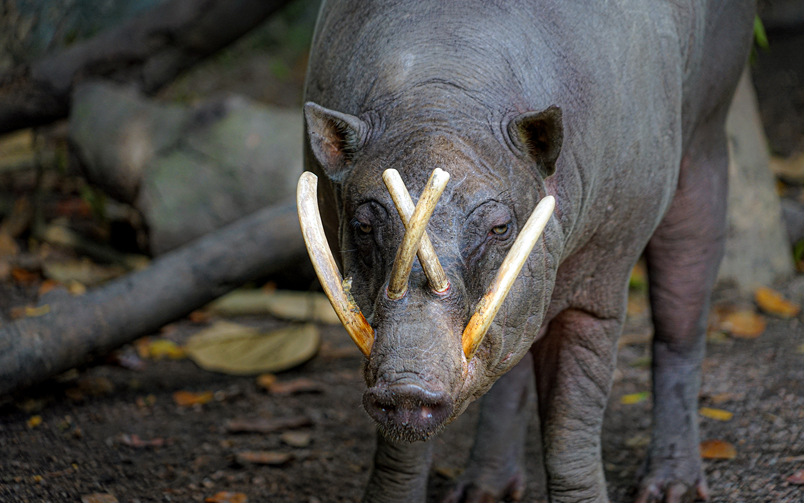 Babirusa in the wild