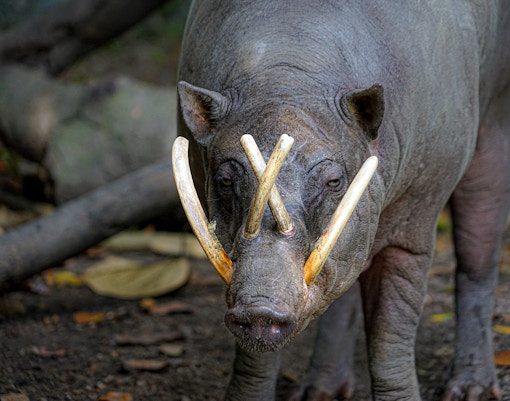 Babirusa in the wild