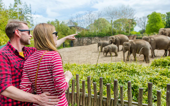 Couple observing elephants at Dublin Zoo, part of the Dublin Explorer Pass attractions.