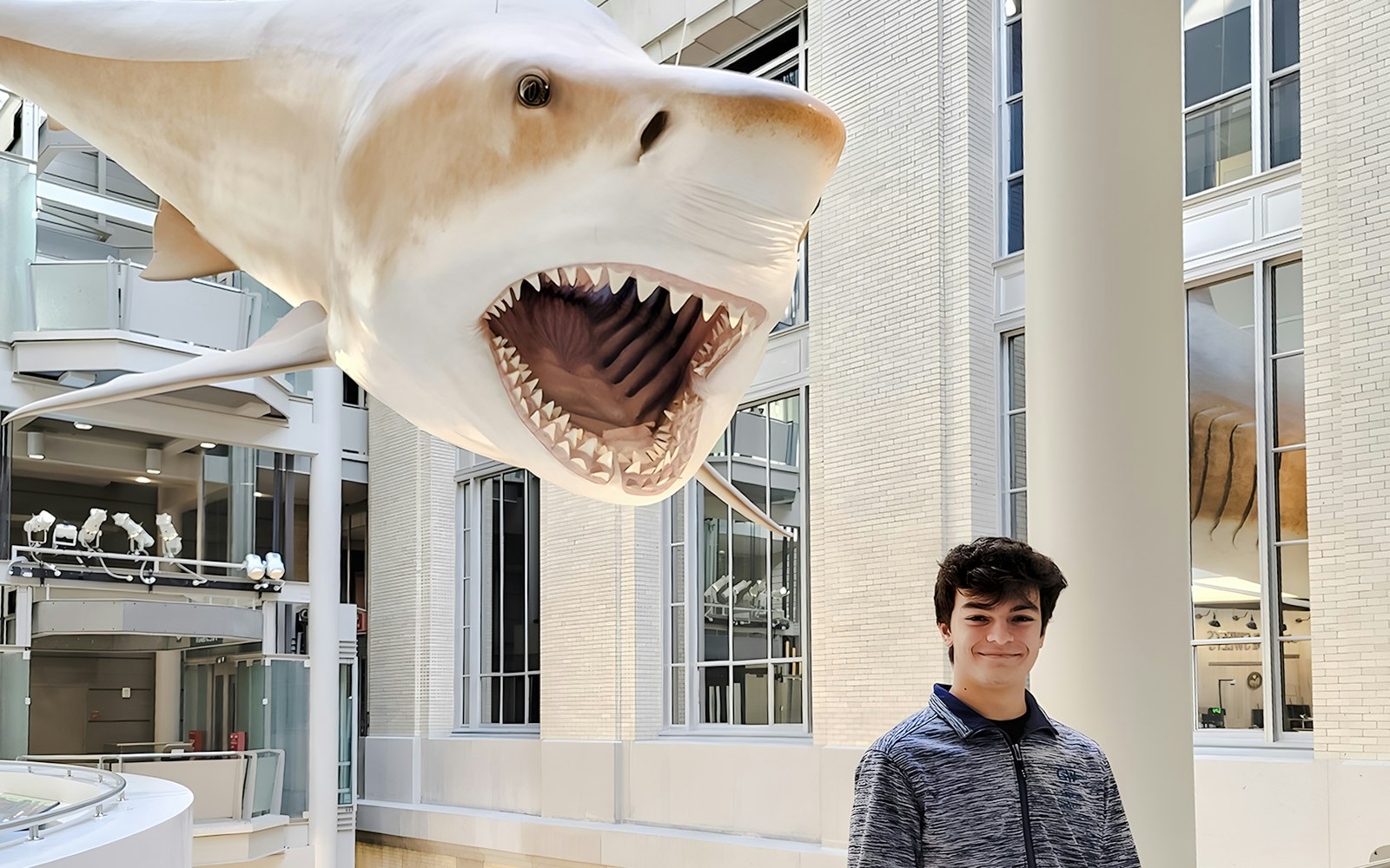 Giant shark model at Smithsonian National Museum of Natural History.