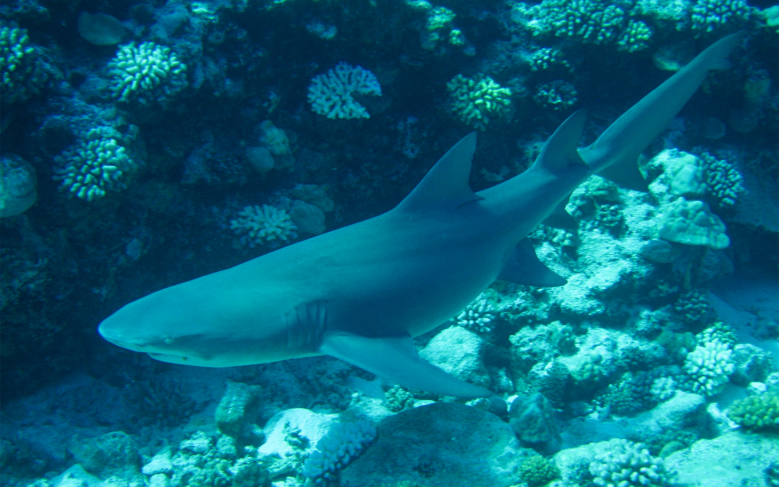 Lissabon Oceanario Fische