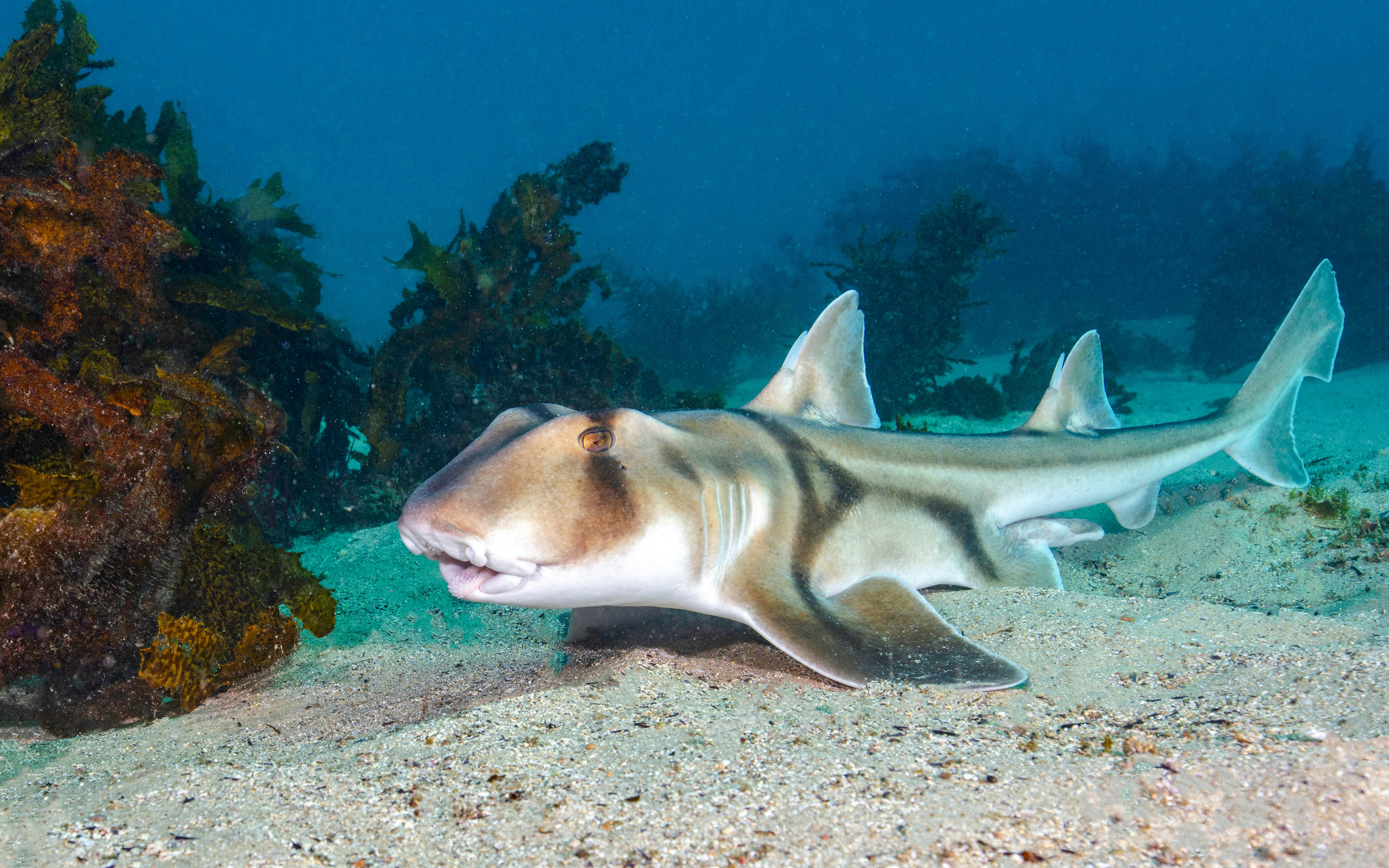 Port Jackson Sharks