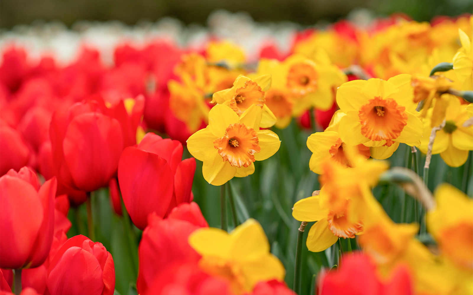 Red tulips and daffodils in Keukenhof Gardens, Amsterdam, showcasing vibrant spring blooms.