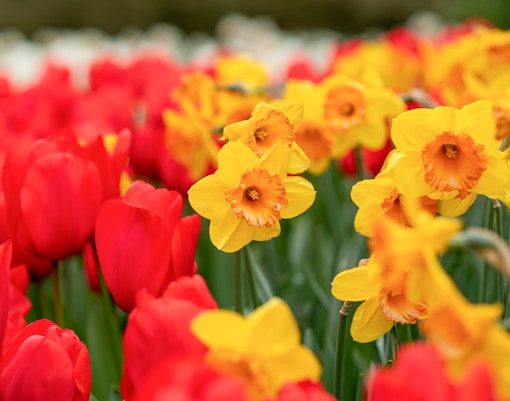 Red tulips and daffodils in Keukenhof Gardens, Amsterdam, showcasing vibrant spring blooms.