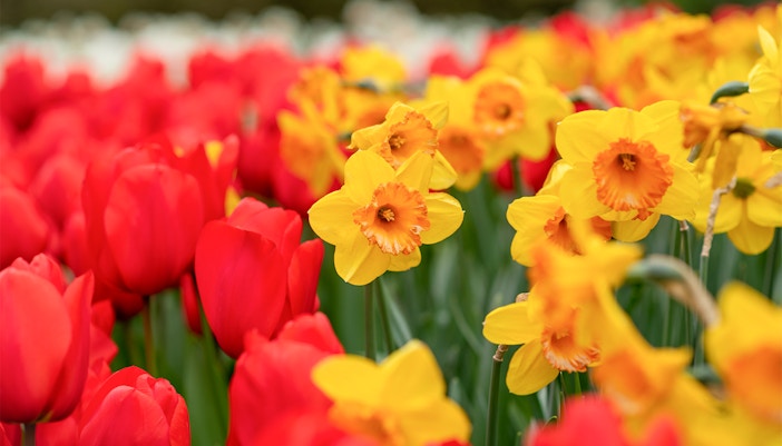 Keukenhof Events