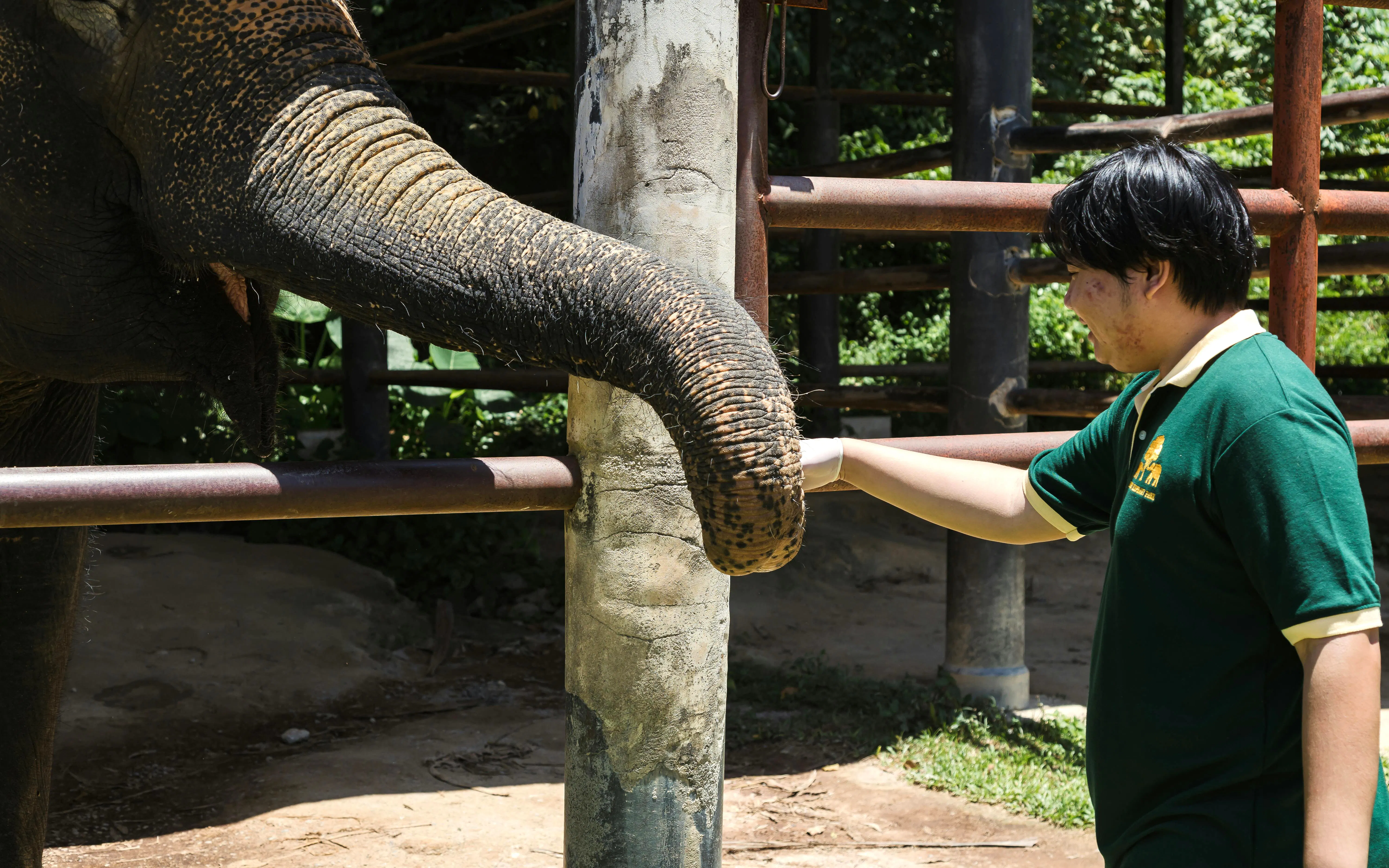 Elephant interacting with a visitor at Bukit Elephant Park.