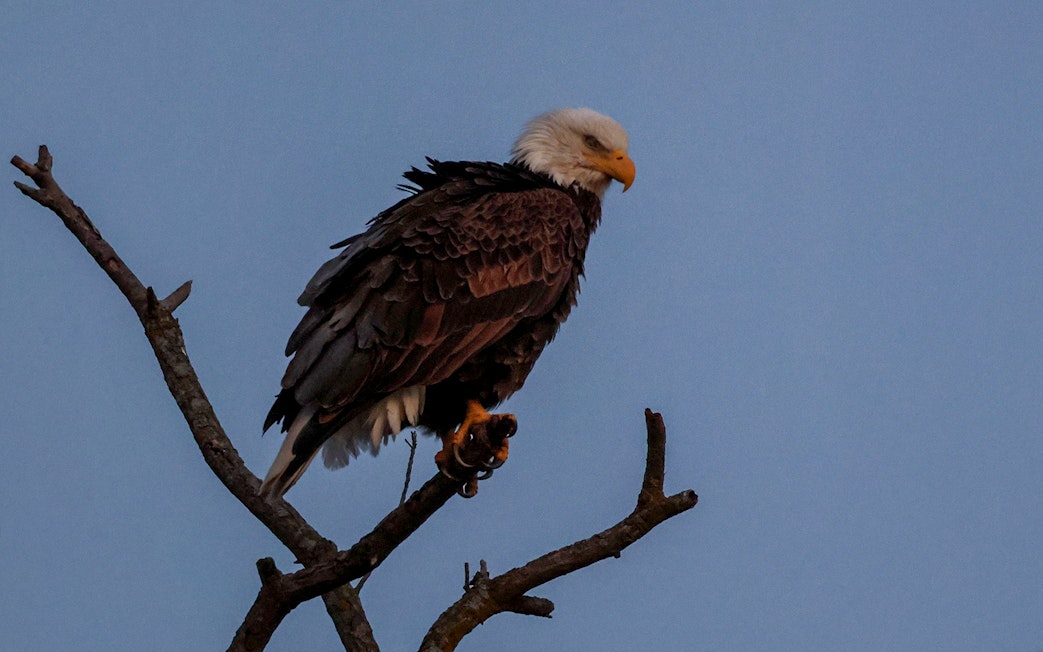 Bald eagle perched on a branch during Boggy Creek Night Airboat Tour.