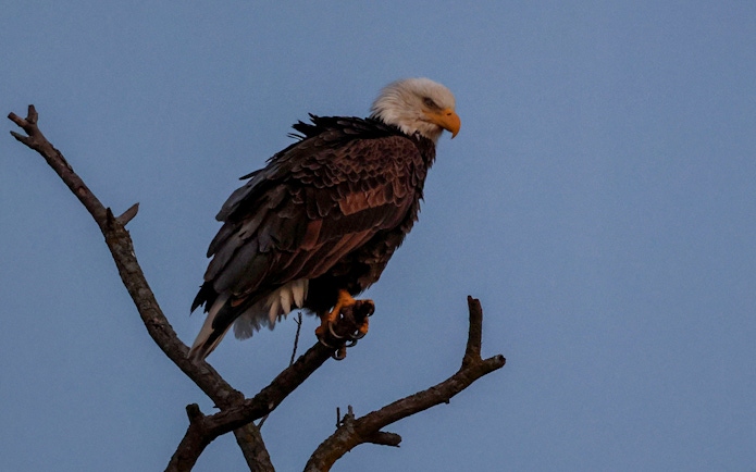 Bald eagle perched on a branch during Boggy Creek Night Airboat Tour.