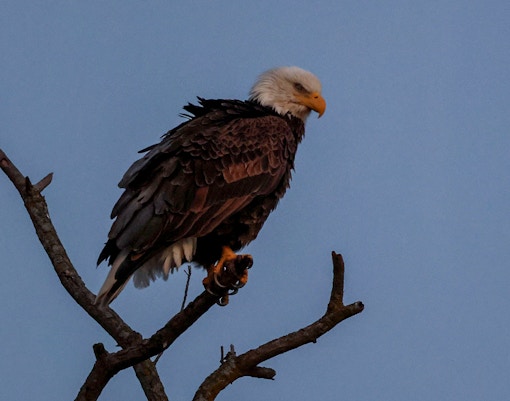 Bald eagle perched on a branch during Boggy Creek Night Airboat Tour.