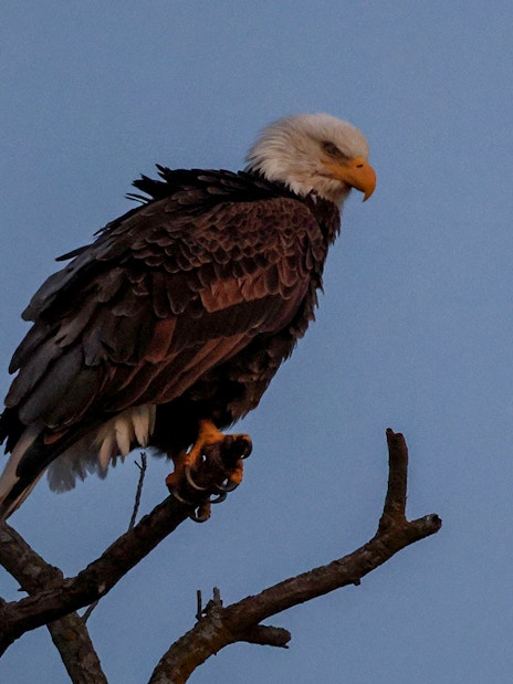 Bald eagle perched on a branch during Boggy Creek Night Airboat Tour.