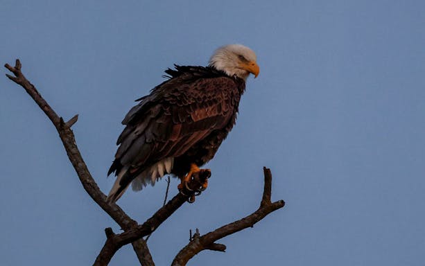 Bald eagle perched on a branch during Boggy Creek Night Airboat Tour.