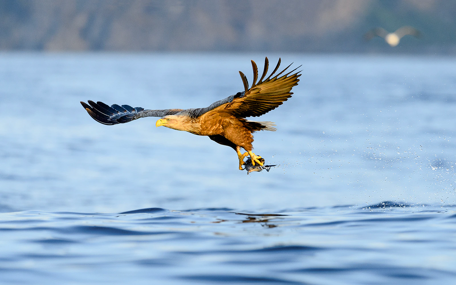 Eagle catching fish over Arctic fjord waters near Tromso.