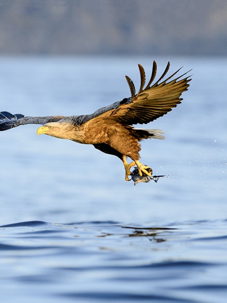 Eagle catching fish over Arctic fjord waters near Tromso.