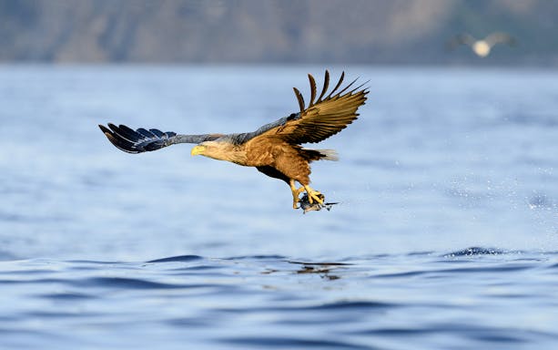 Eagle catching fish over Arctic fjord waters near Tromso.