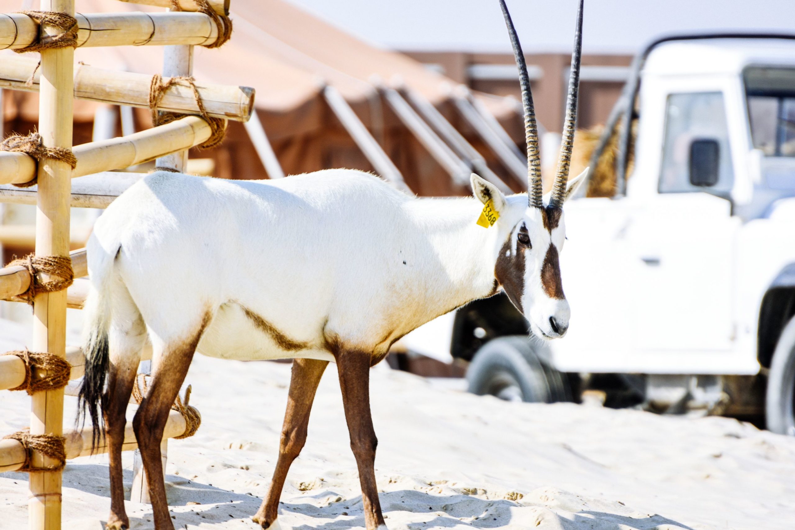 Arabian oryx standing on sandy terrain near a safari vehicle.
