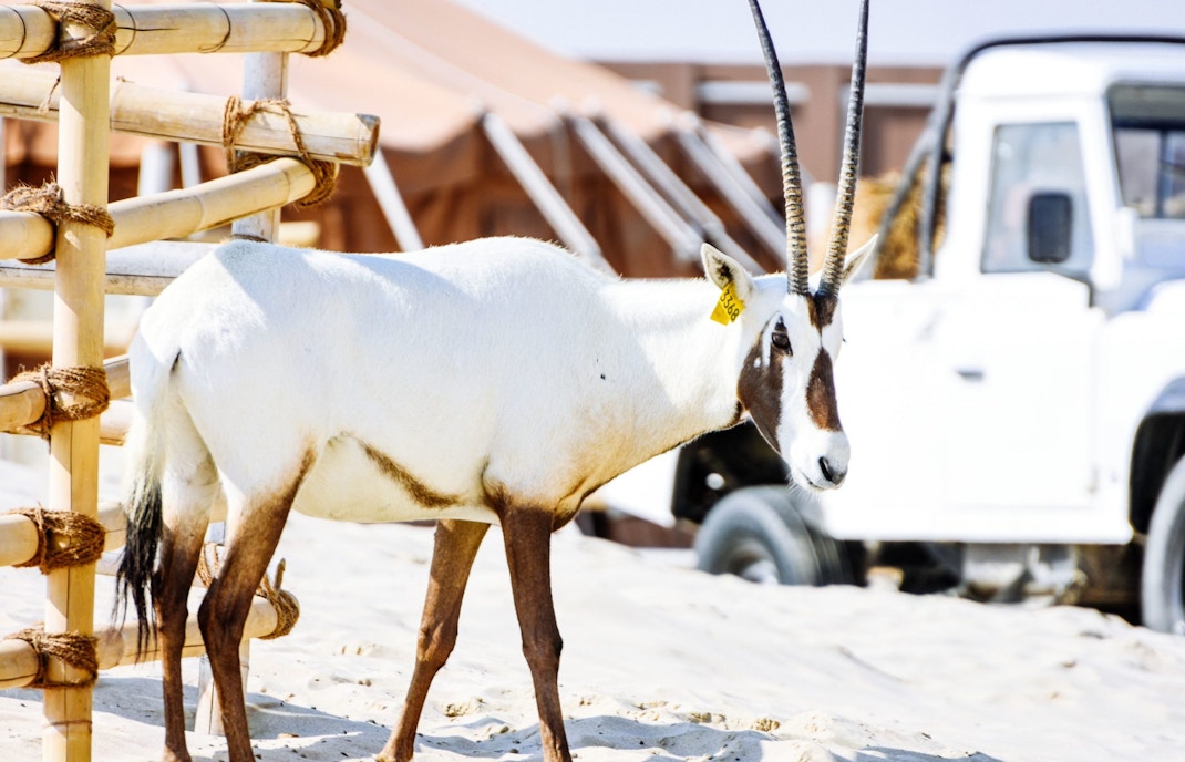 Arabian oryx standing on sandy terrain near a safari vehicle.