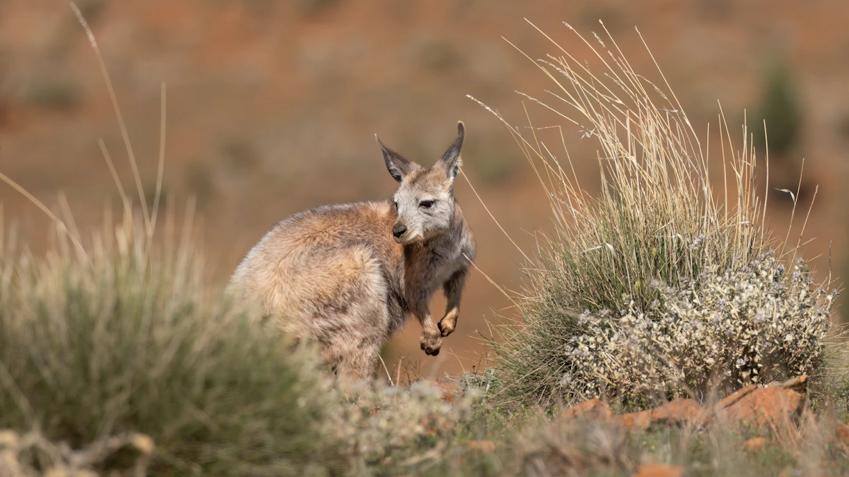 Wallaroo kangaroo among spinifex grass in Australia.