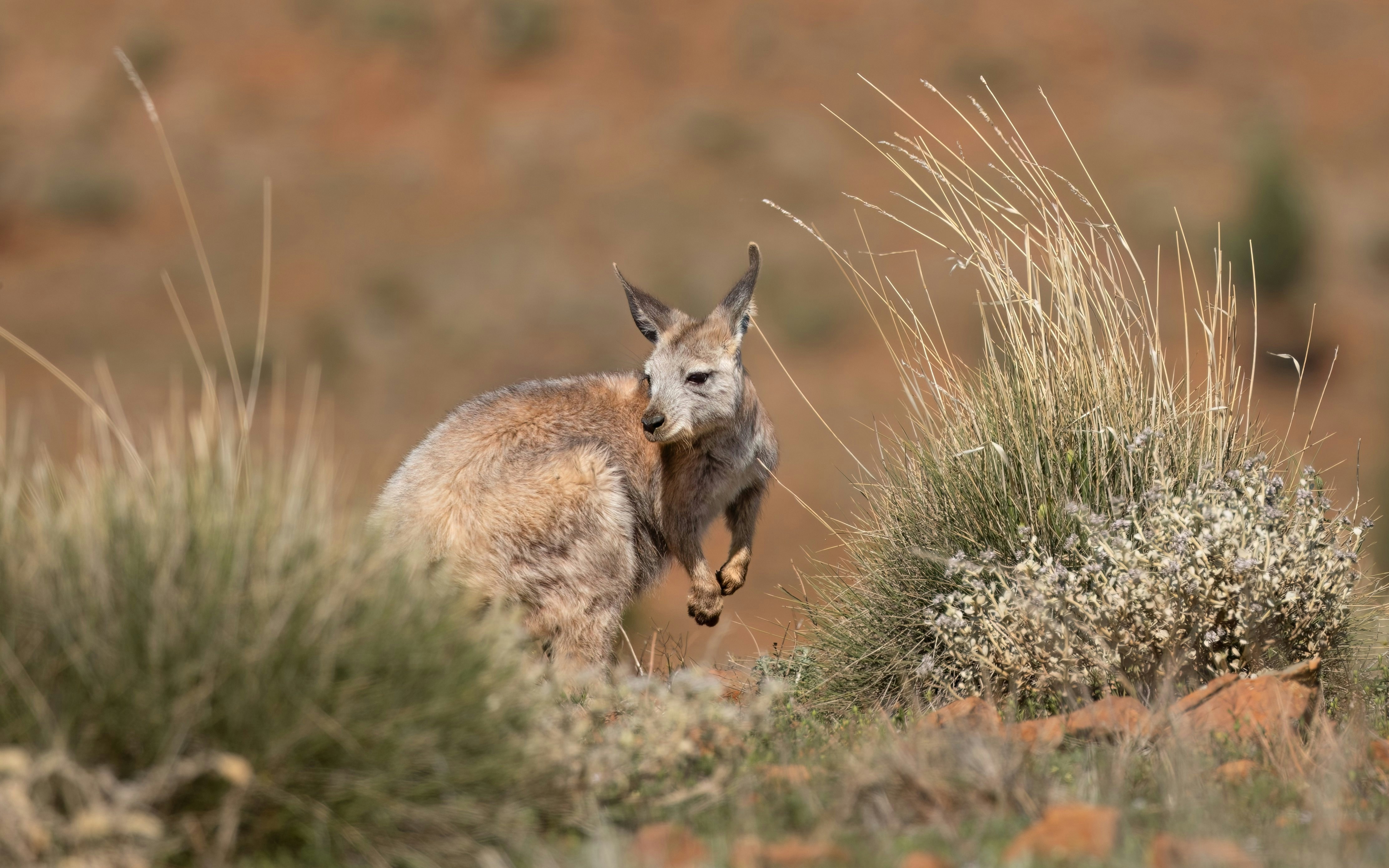 Wallaroo kangaroo among spinifex grass in Australia.