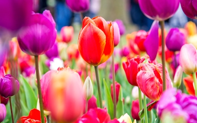 Colorful tulips in bloom at Keukenhof Tulip Fields, Netherlands.