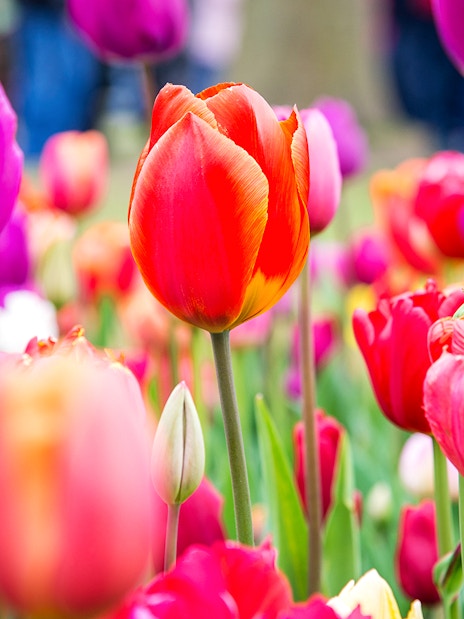 Colorful tulips in bloom at Keukenhof Tulip Fields, Netherlands.