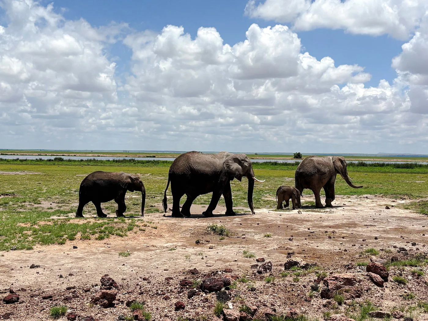 Elephants walking in Amboseli National Park, Kenya, with a view of open plains and sky.