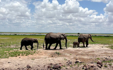 Elephants walking in Amboseli National Park, Kenya, with a view of open plains and sky.