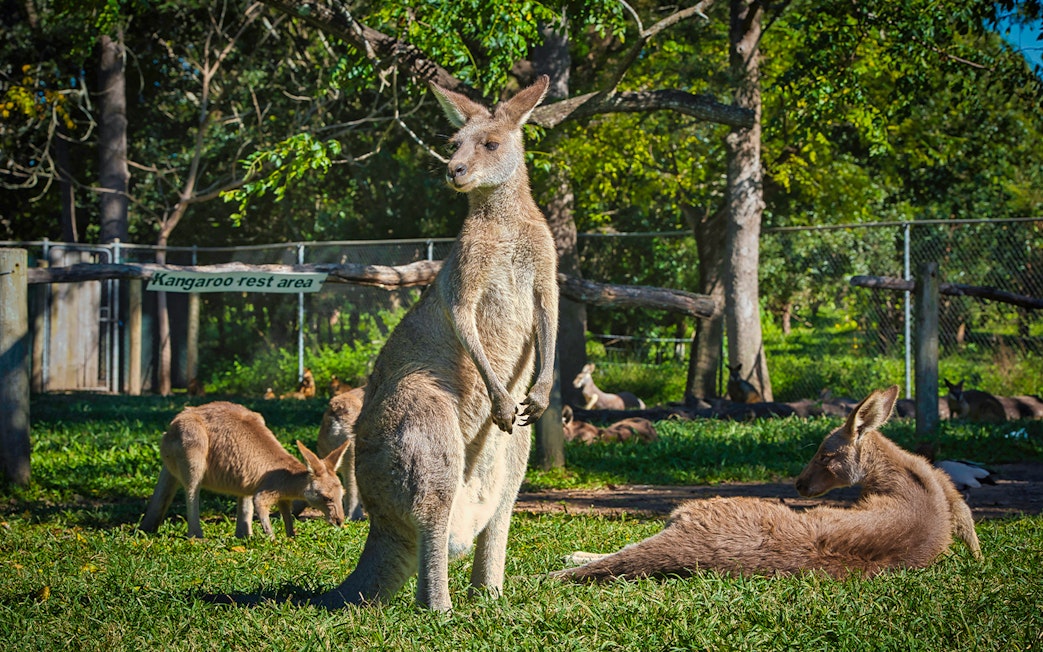 Kangaroos resting in the designated area at WILD LIFE Sydney Zoo.