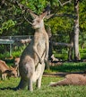 Zoo di Sydney