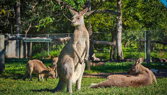 Kangaroos at dawn