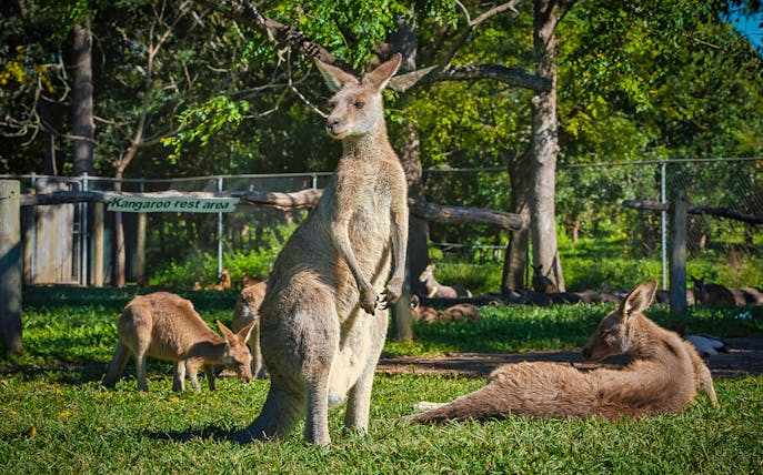 Kangaroos resting in the designated area at WILD LIFE Sydney Zoo.