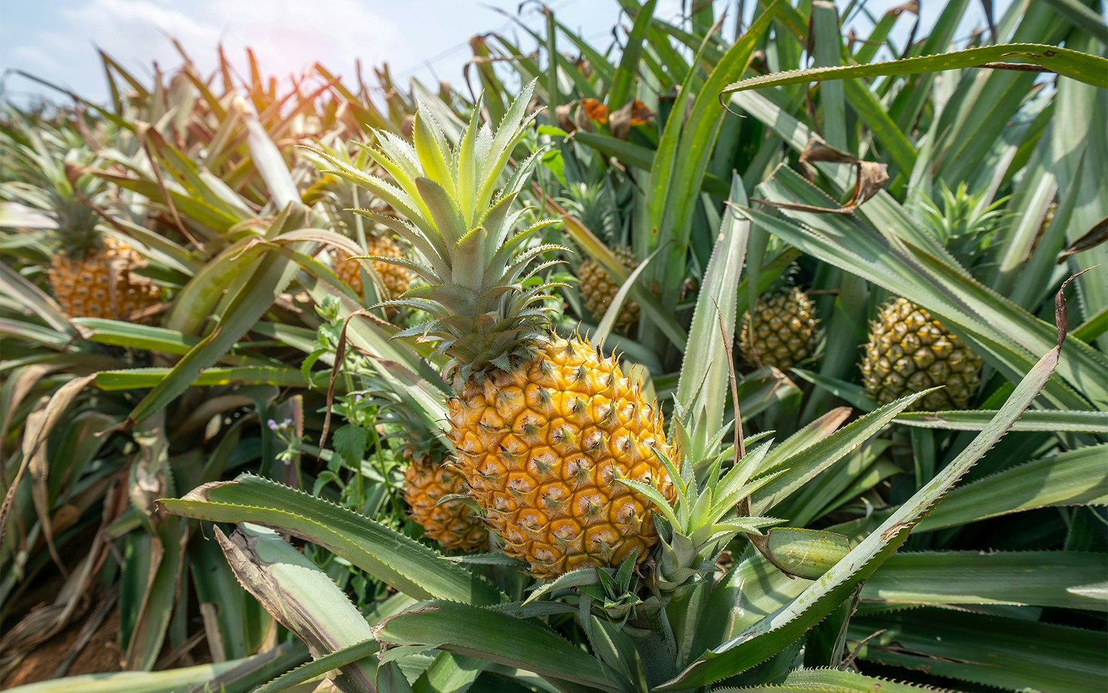 Pineapple plants growing in a sunny field.