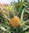 Nago Ananas-Park