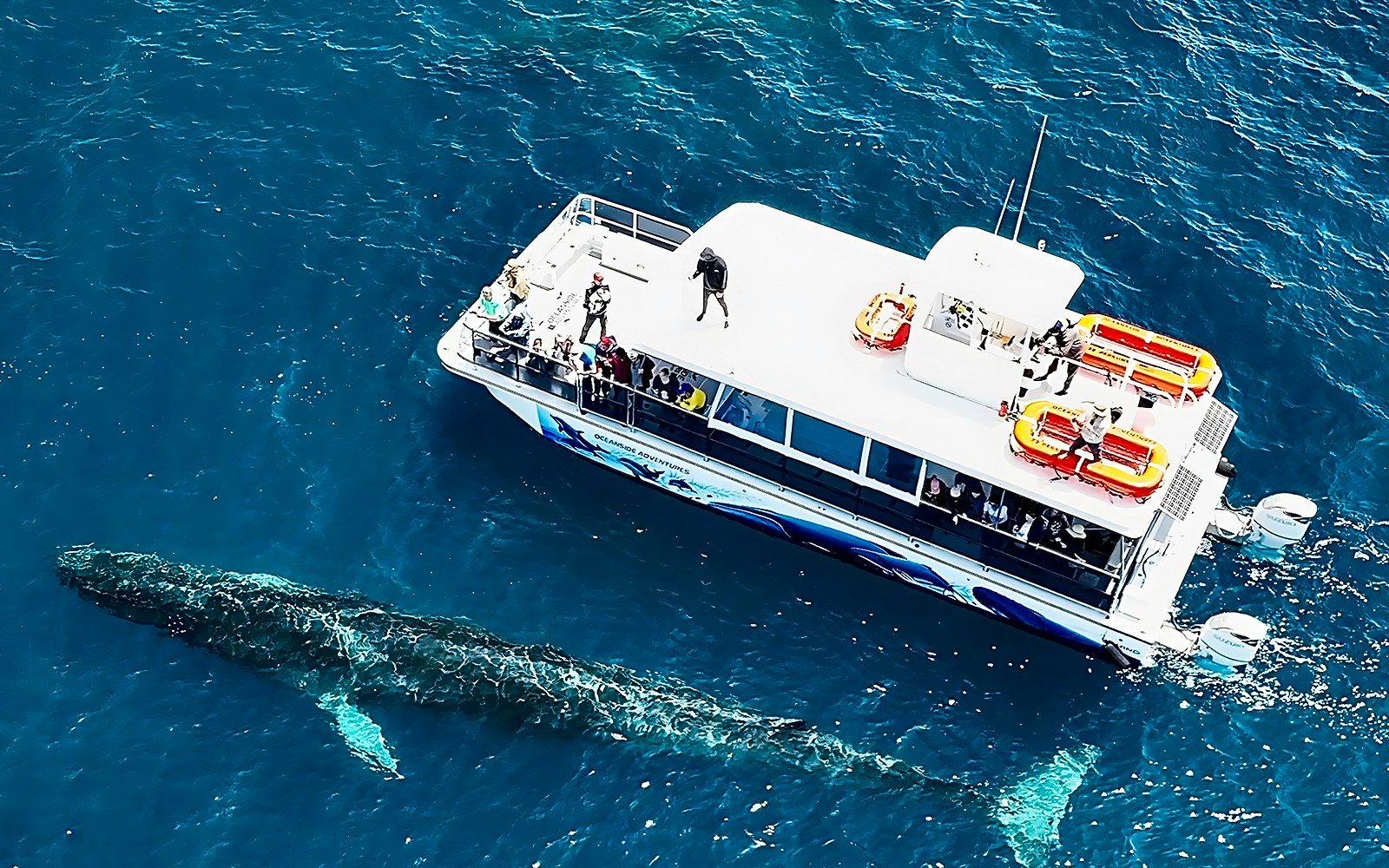 Whale swimming near tour boat on San Diego luxury whale watching tour.
