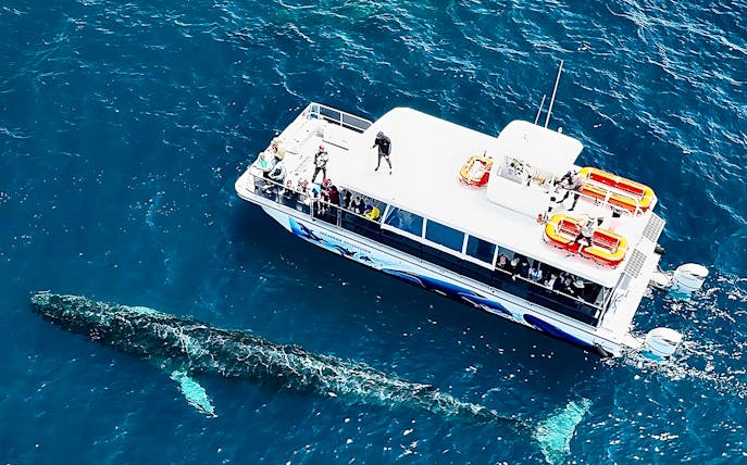 Whale swimming near tour boat on San Diego luxury whale watching tour.