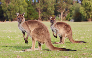 Kangaroos grazing on grass at Kangaroo Island, Australia.