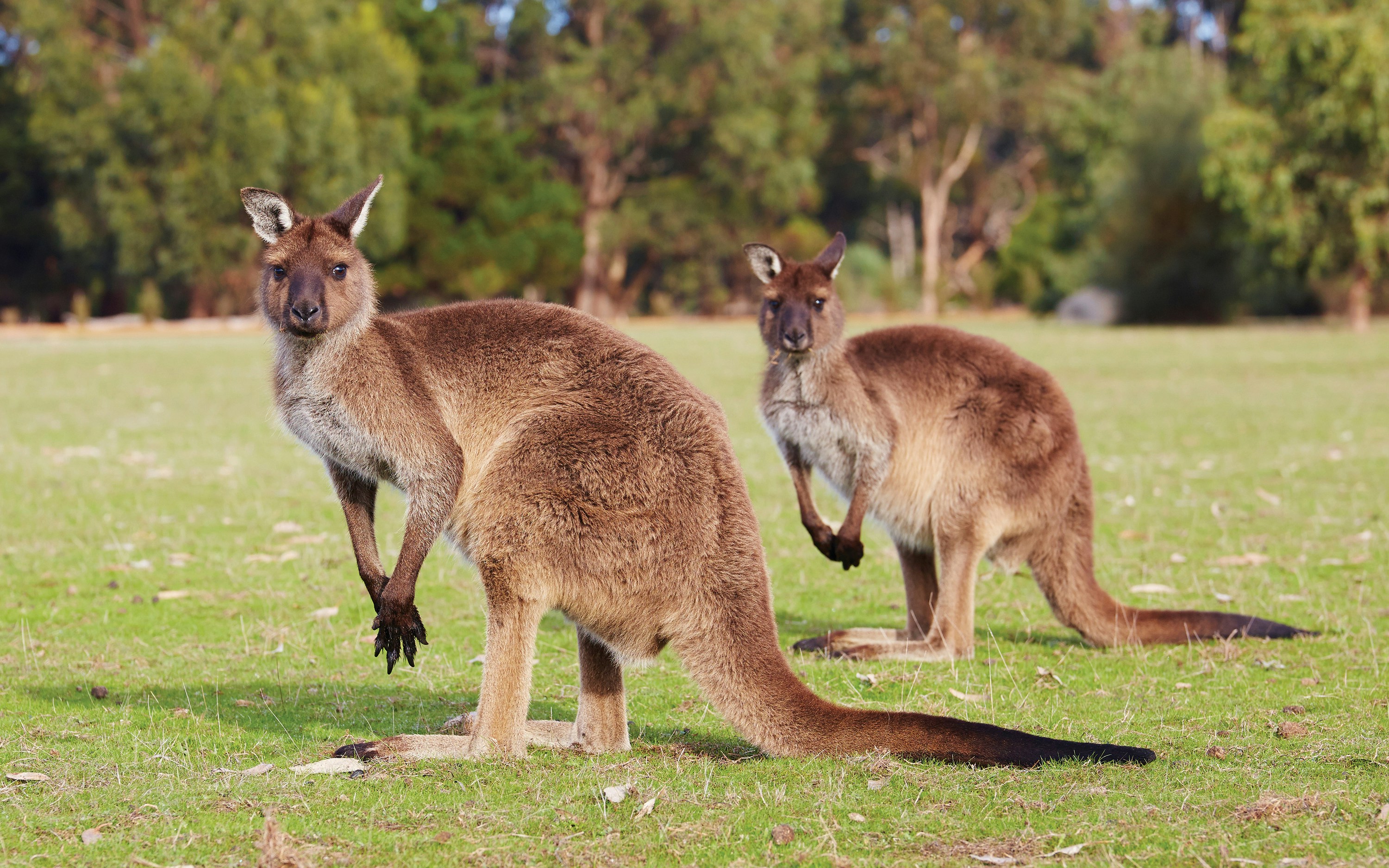 Kangaroos grazing on grass at Kangaroo Island, Australia.