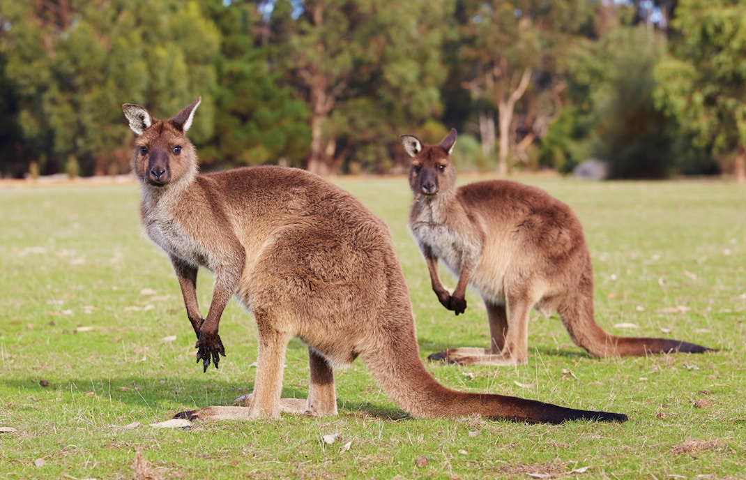 Kangaroos grazing on grass at Kangaroo Island, Australia.