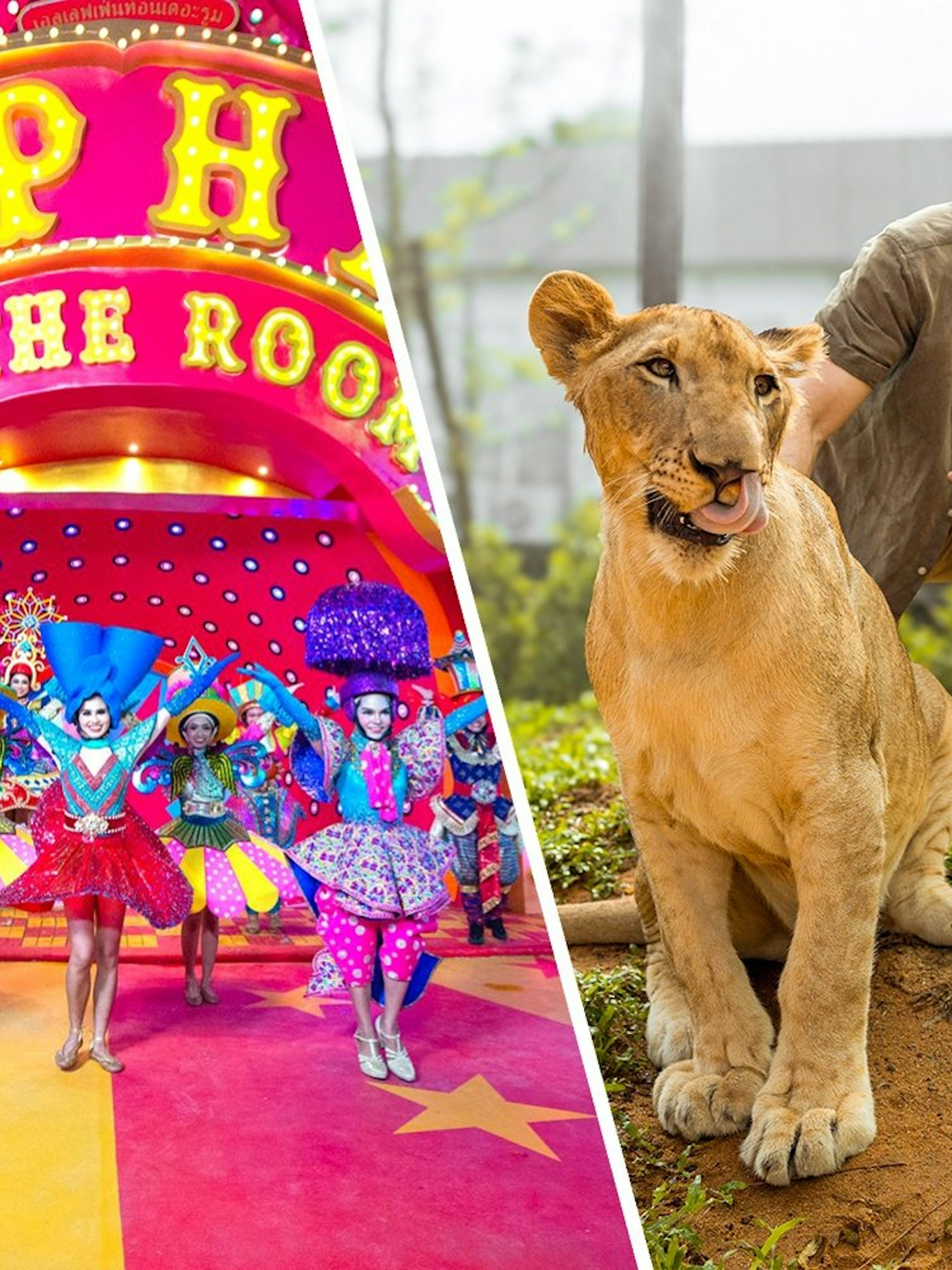 Carnival performers in vibrant costumes at Elephant in the Room show, and a man with a lion at Lion Land Phuket.