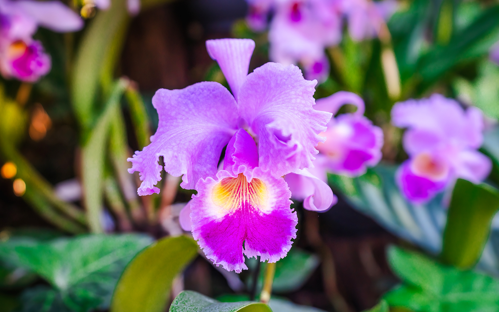 Pink Cattleya orchid flower in a garden setting.