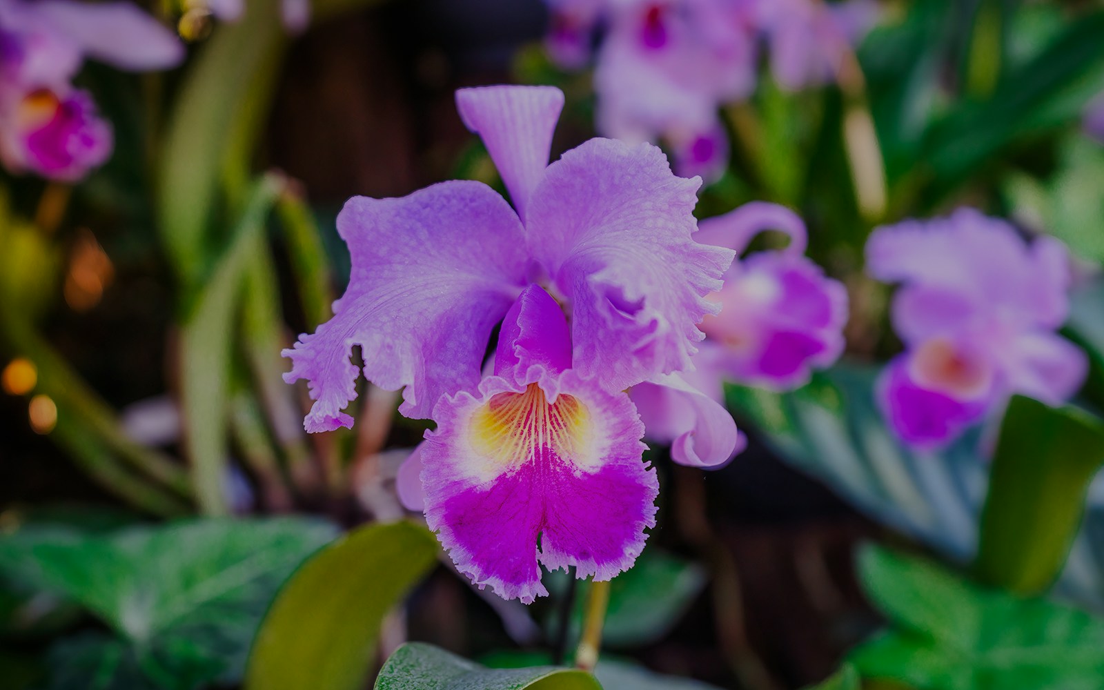 Pink Cattleya orchid flower in a garden setting.