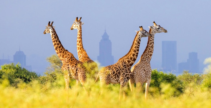 Giraffes in Nairobi National Park with city skyscrapers in the background, Kenya.