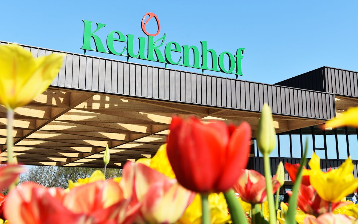 excursão guiada de meio dia a keukenhof e zaanse schans com cruzeiro no canal com blue boat-3 excursão guiada de meio dia a keukenhof e zaanse schans com cruzeiro no canal com blue boat-3