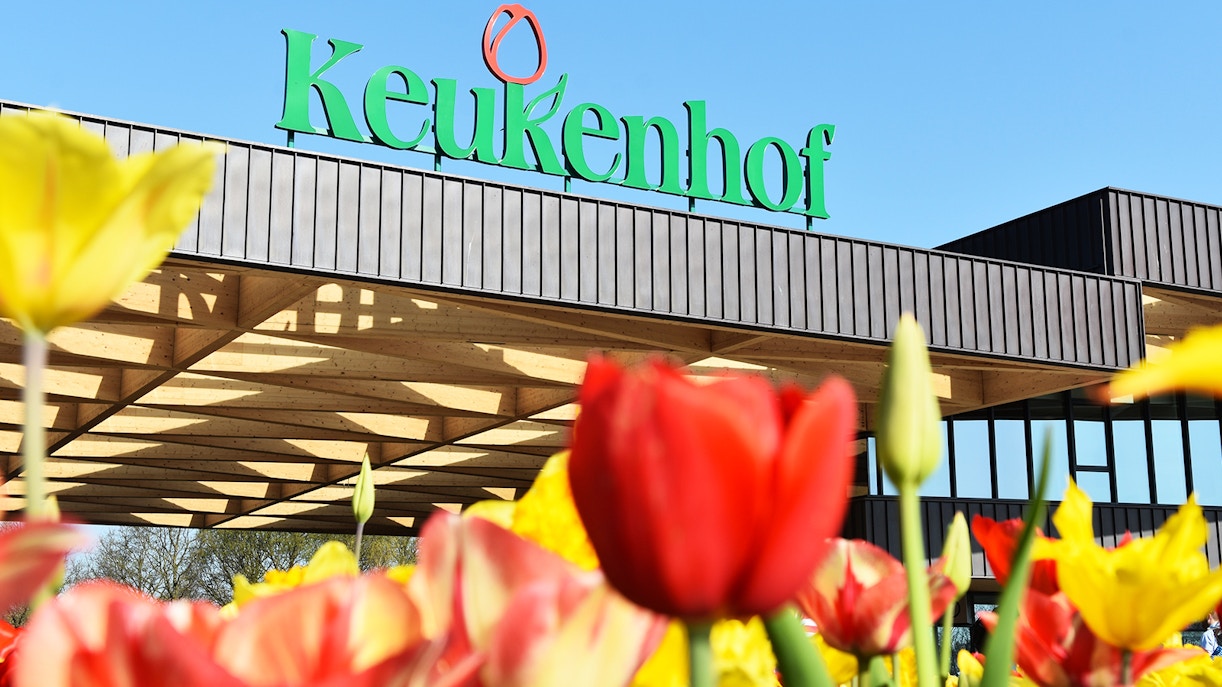 Arrivare ai giardini dei tulipani Keukenhof