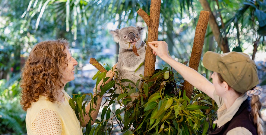 Lone Pine Koala Sanctuary