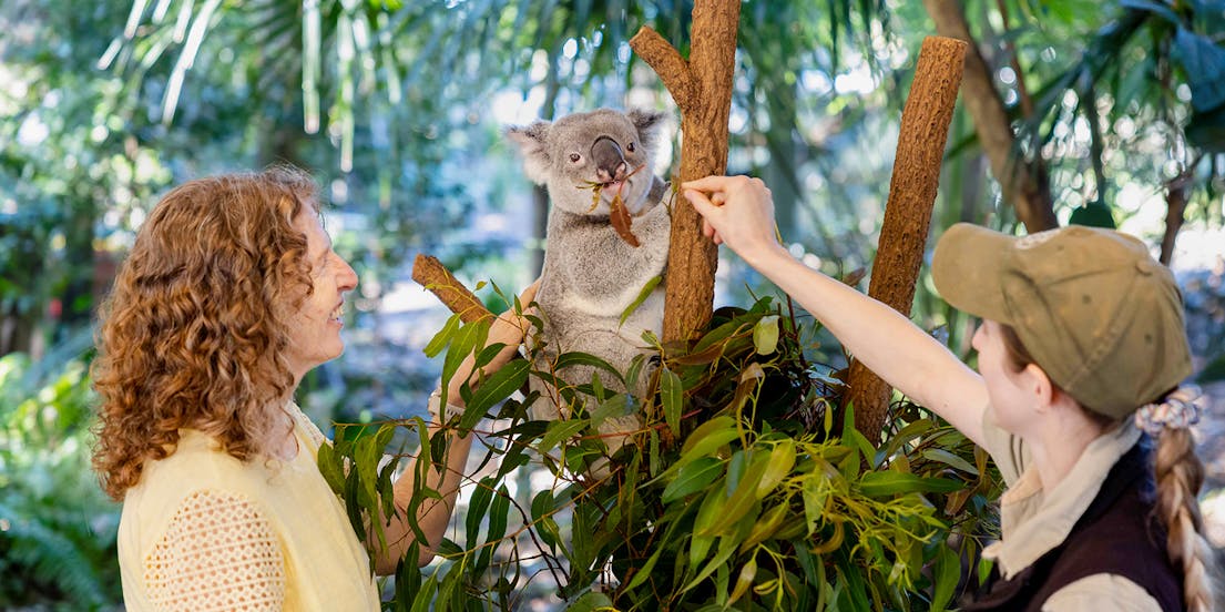 Santuário Lone Pine Koala