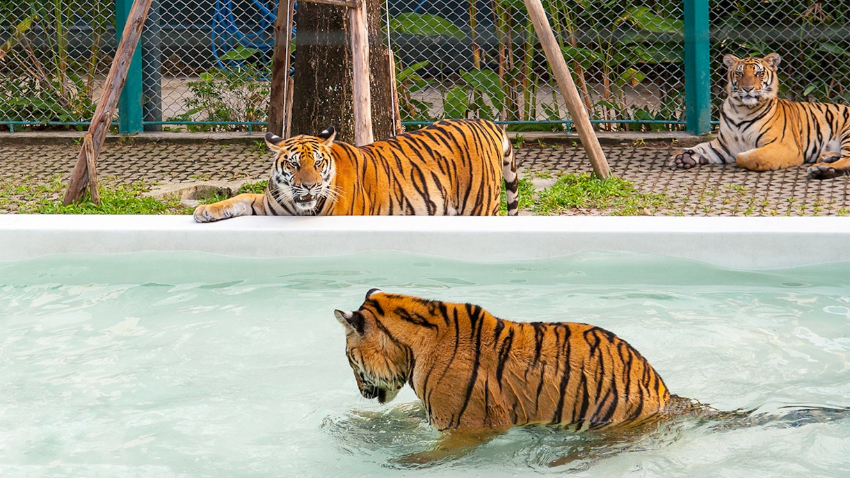 Tigers lounging and swimming in a pool at Tiger Park Pattaya, Thailand.