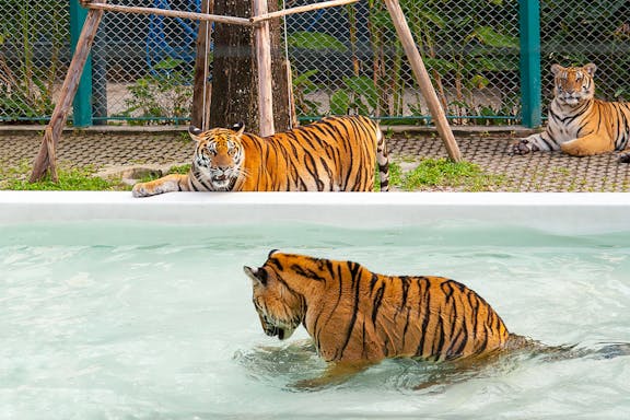 tickets to pattaya tiger park for non-thai residents-4