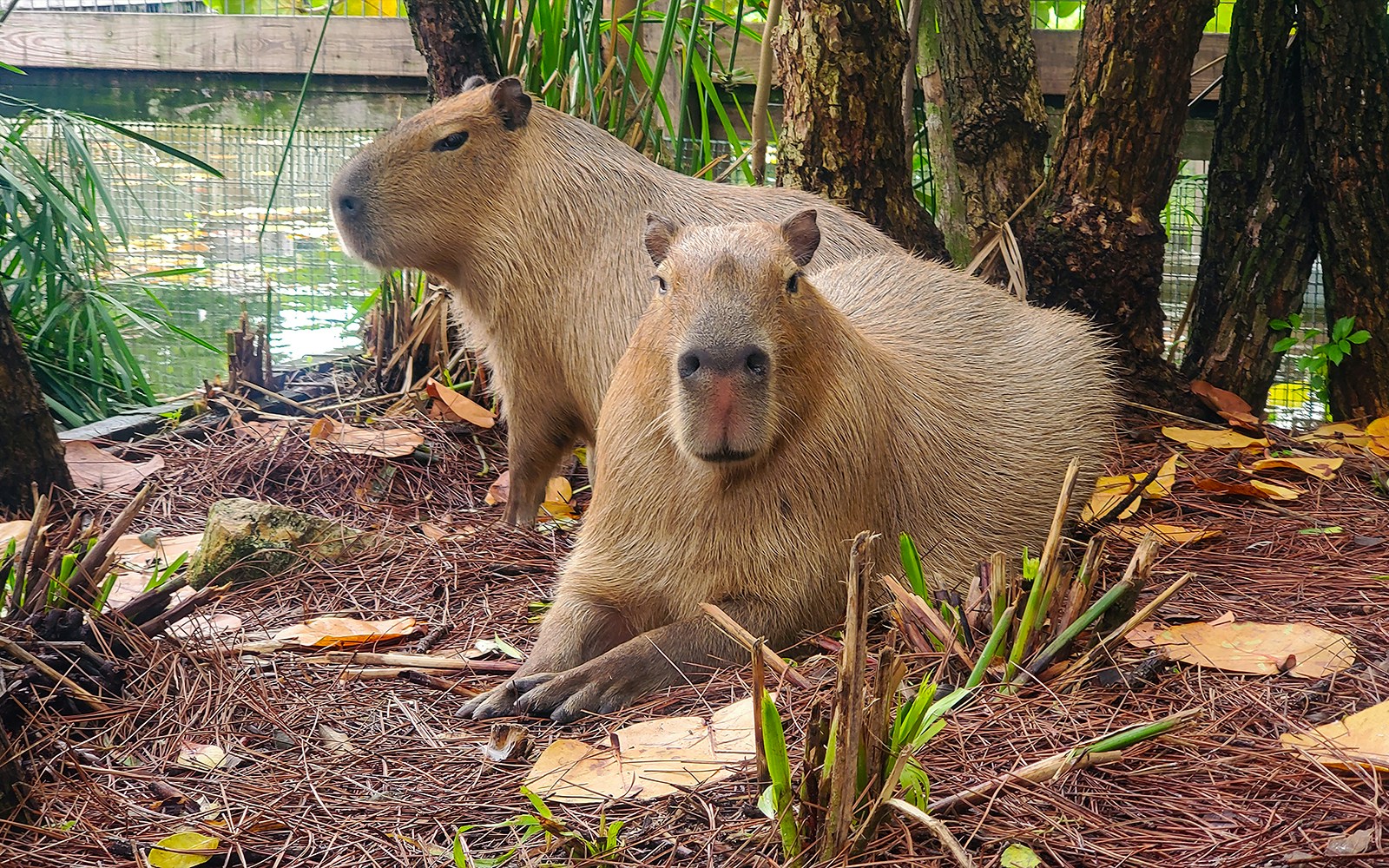 Capybaras at Gatorland