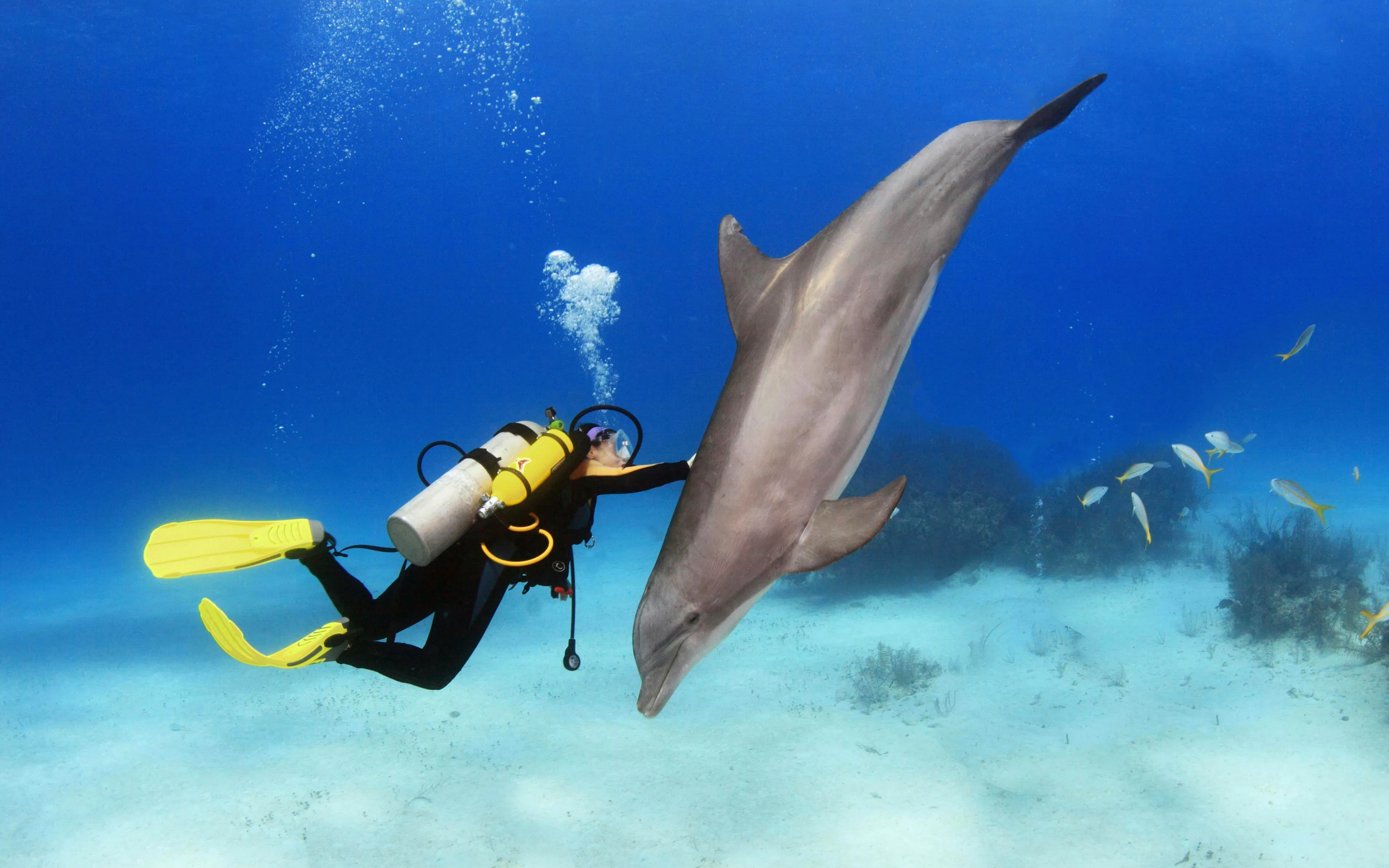 Female diver interacts with dolphin underwater in a tropical ocean setting.