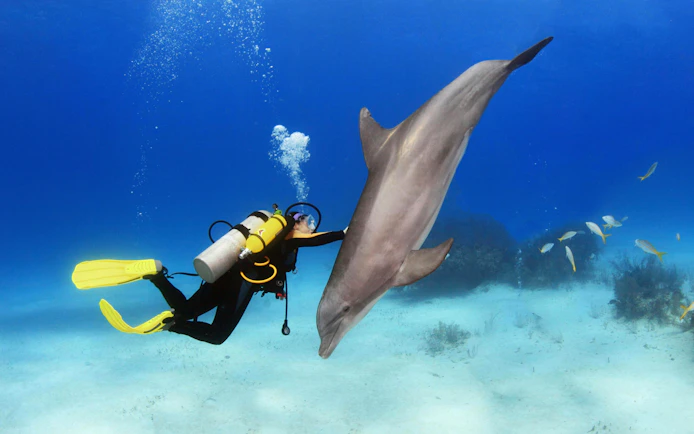 Female diver interacts with dolphin underwater in a tropical ocean setting.